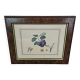 Plum tree botanical board under wooden frame