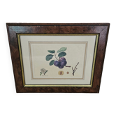Plum tree botanical board under wooden frame