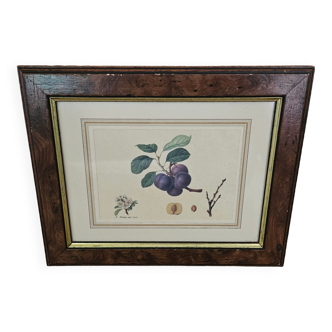 Plum tree botanical board under wooden frame