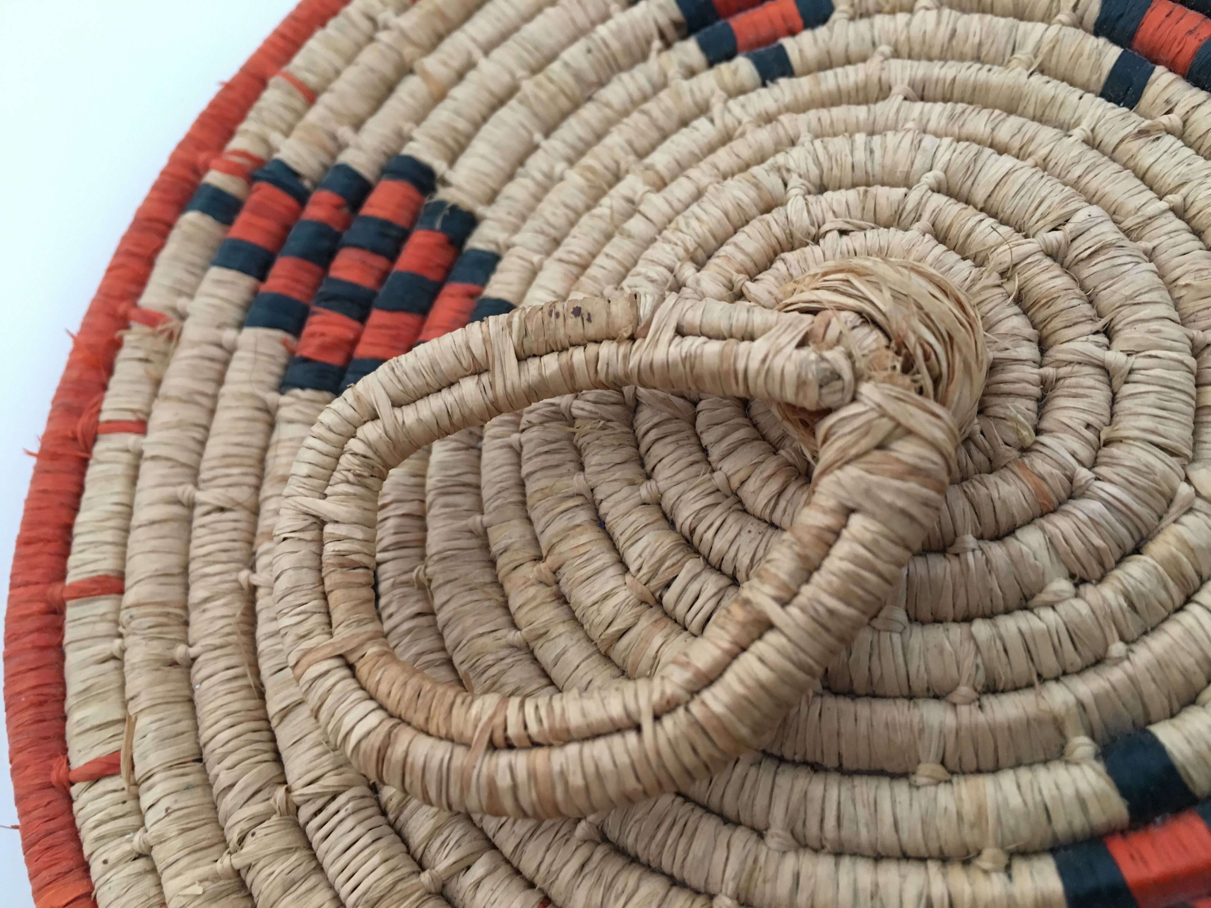 African lidbox and raffia cockroaches