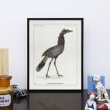 Lithograph engraving chimera animal - the cariapocampus