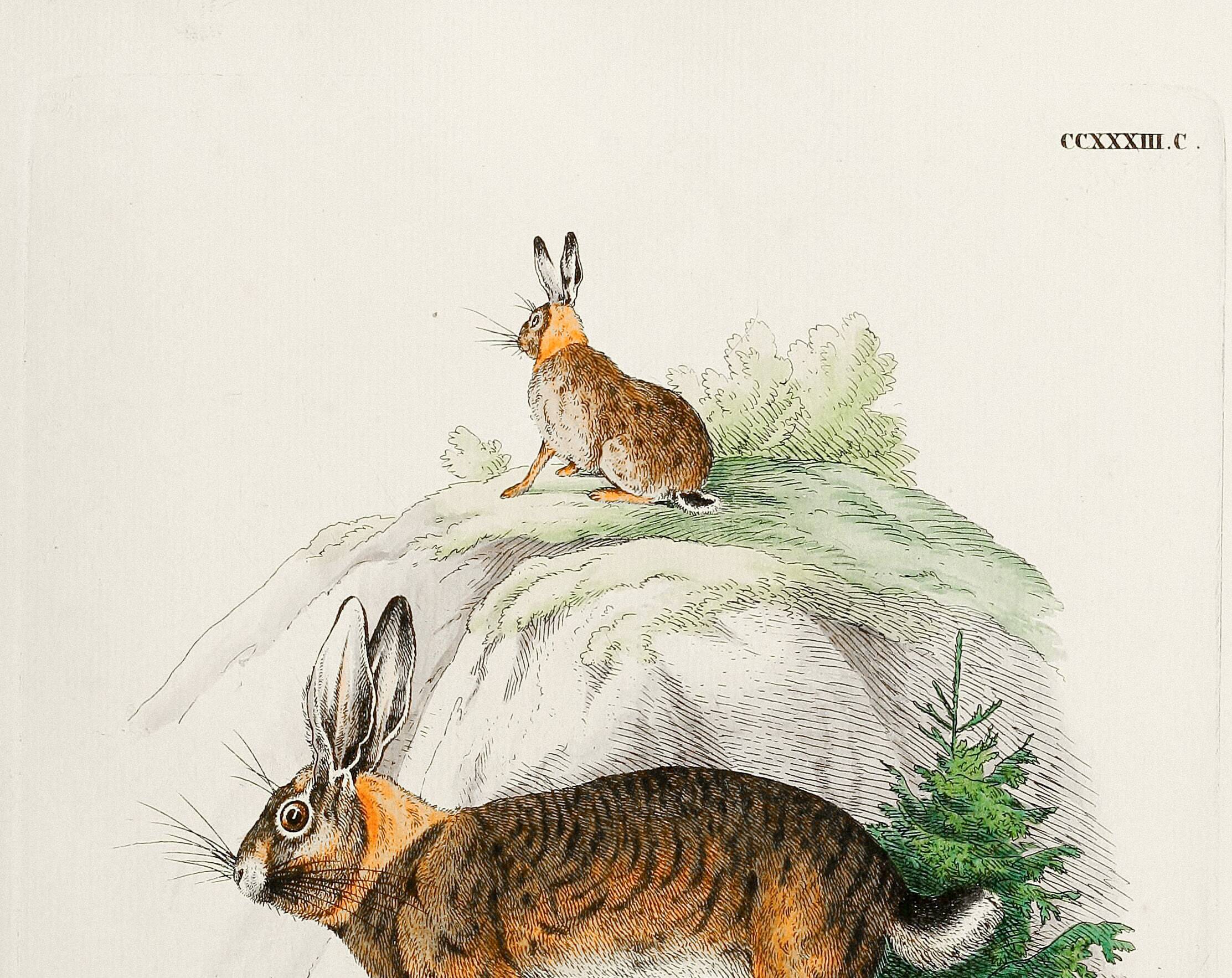 Poster about the hare, based on an old engraving from 1774.