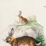 Poster about the hare, based on an old engraving from 1774.