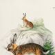 Poster about the hare, based on an old engraving from 1774.