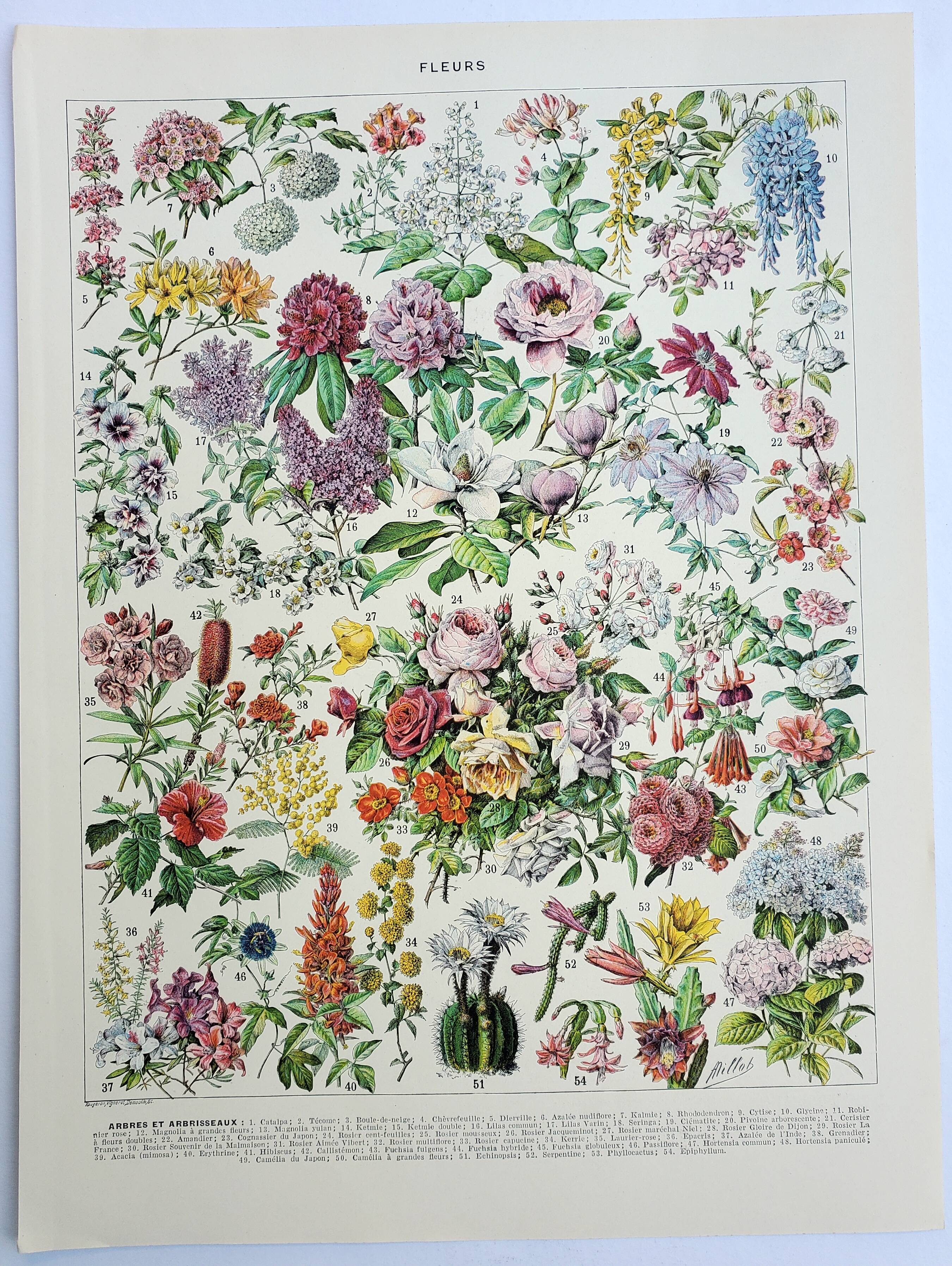 Old engraving 1928, Flower 2, plant, flowerbed, horticulture • Lithograph, Original plate