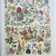 Old engraving 1928, Flower 2, plant, flowerbed, horticulture • Lithograph, Original plate