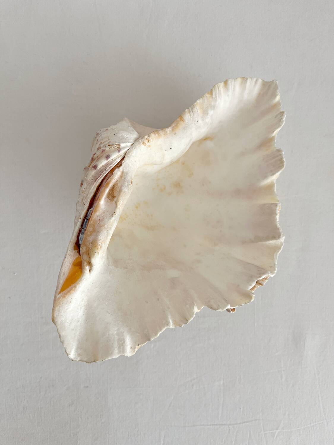 Old holy water stoup shell cabinet of curiosities