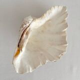 Old holy water stoup shell cabinet of curiosities