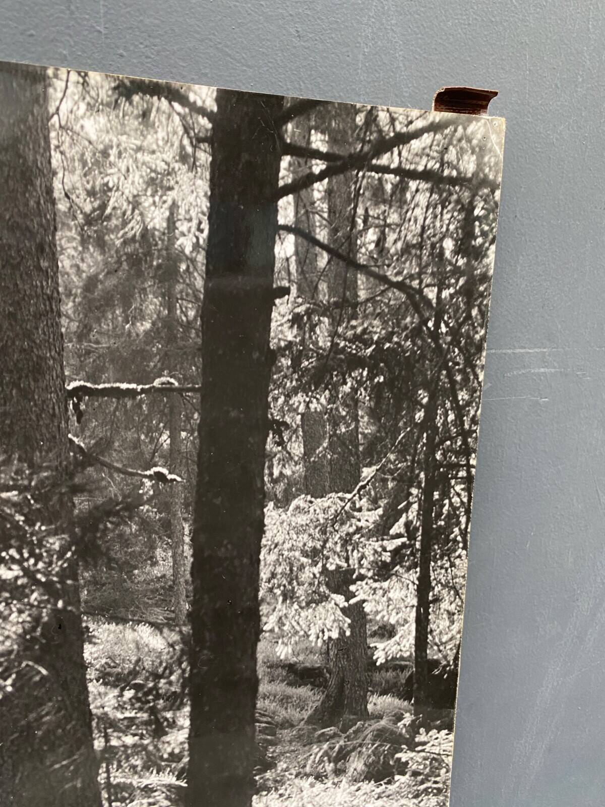 Bernard Darot film photograph, Flow of light in the forest, Nantes Club