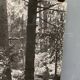 Bernard Darot film photograph, Flow of light in the forest, Nantes Club