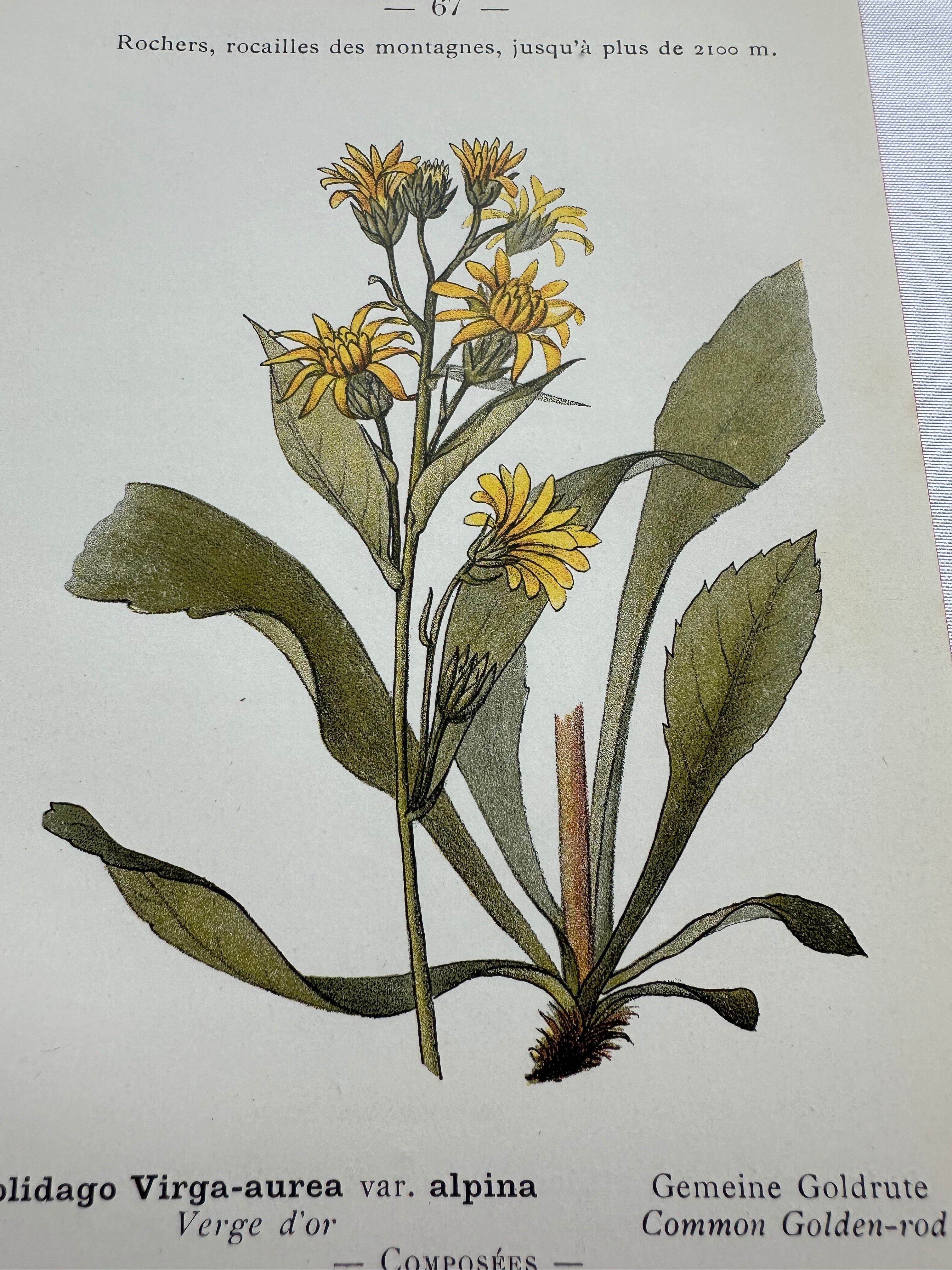 Old botanical engraving France double-sided