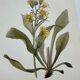 Old botanical engraving France double-sided