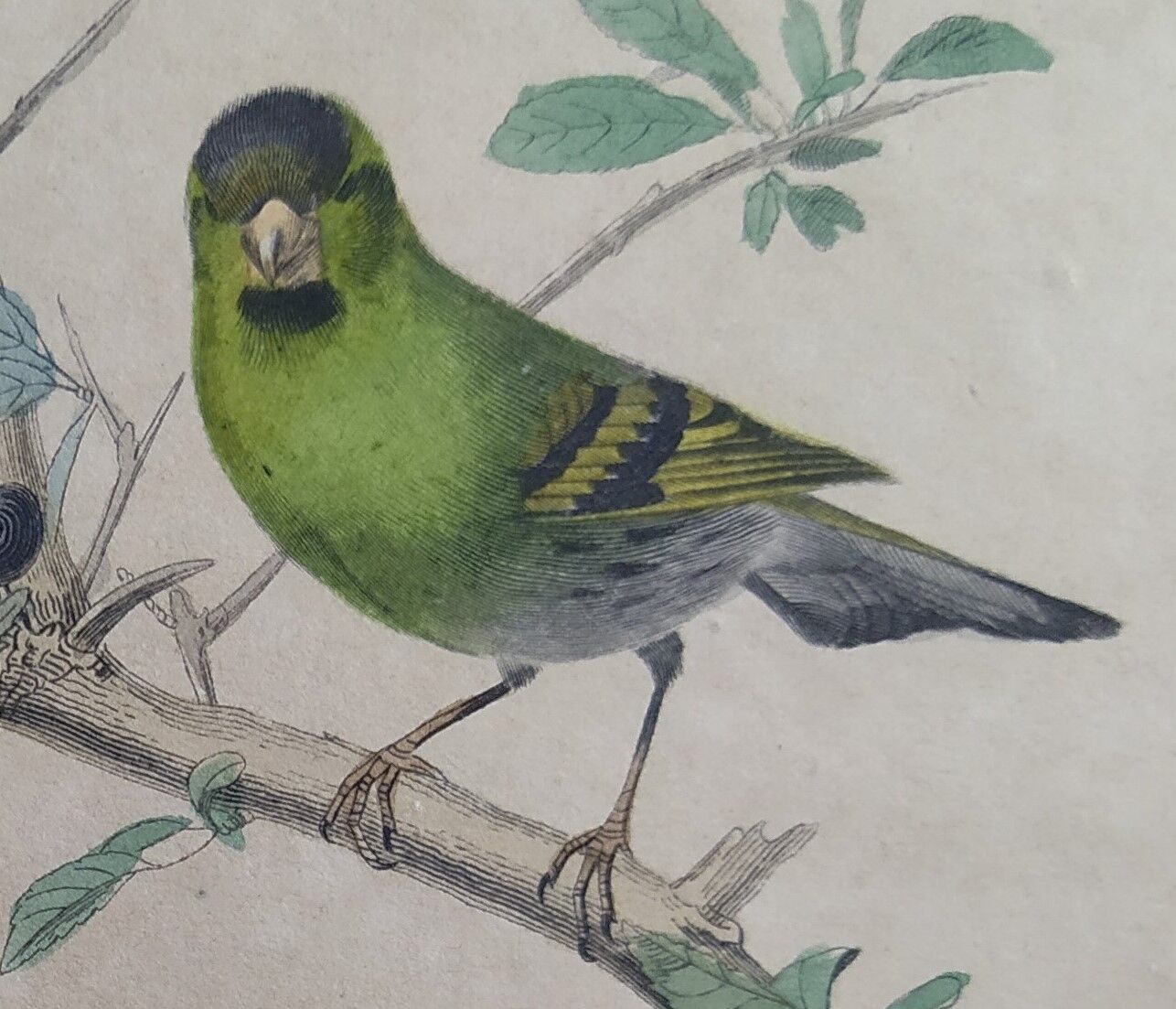 Ornithological board "Veuve to 4 Brins. Dominican - Chardonnert - Tarin" Buffon 1840