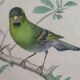 Ornithological board "Veuve to 4 Brins. Dominican - Chardonnert - Tarin" Buffon 1840