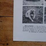 Lithographie originale sur les mollusques