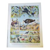 Lithograph on birds of 1928 "ostrich"
