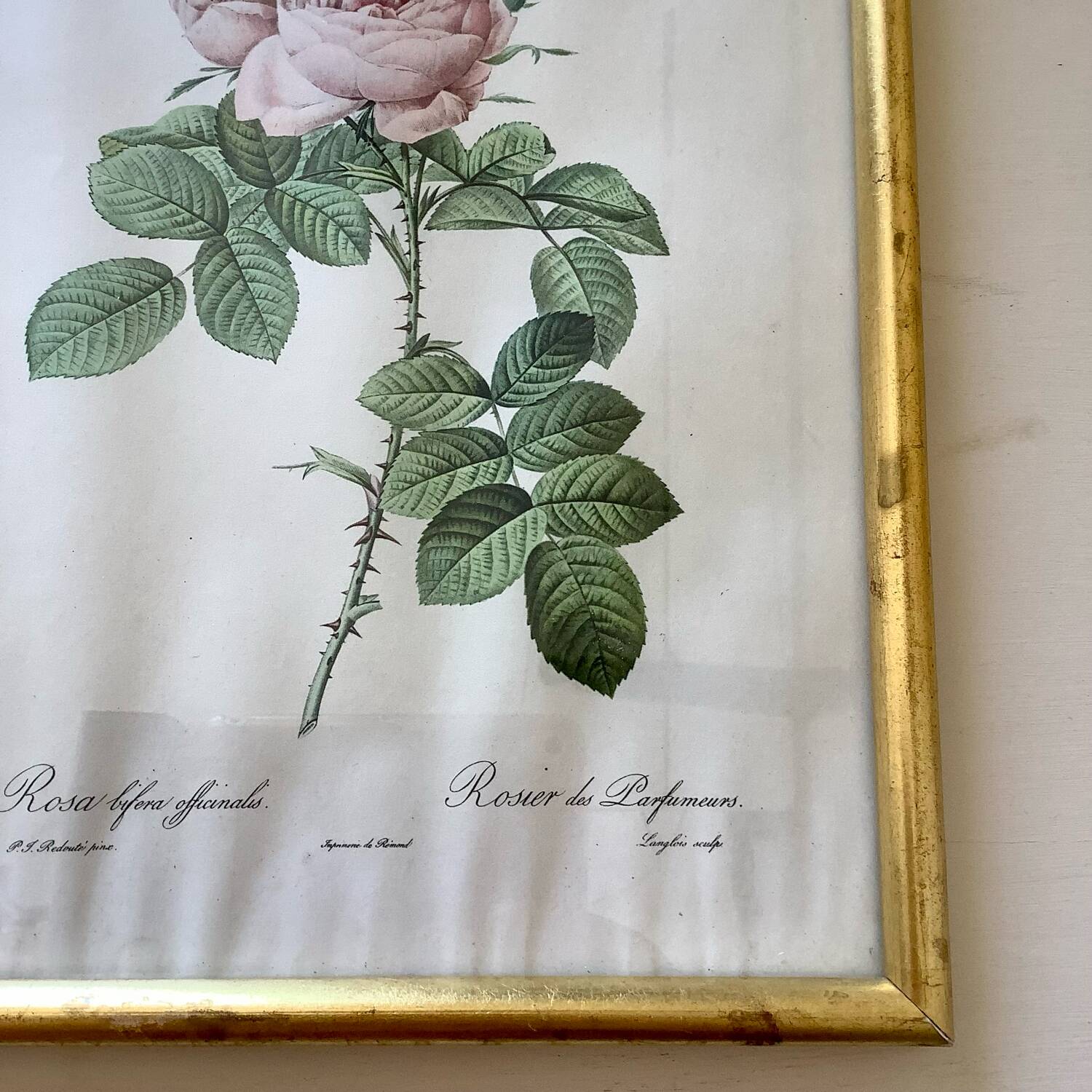 Botanical lithograph by Pierre Joseph Redouté