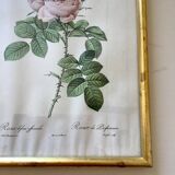 Lithographie botanique de Pierre Joseph Redouté