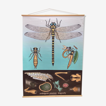 Dragonfly Illustration Roll