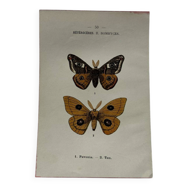 Gravure naturaliste  Papillon 19eme affiche botanique originale 1800