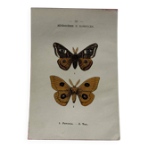 Naturalist engraving Butterfly 19th-century original botanical poster 1800