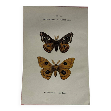 Naturalist engraving Butterfly 19th-century original botanical poster 1800
