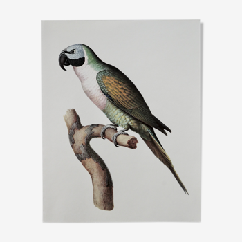 Ornithological board The mustache parakeet