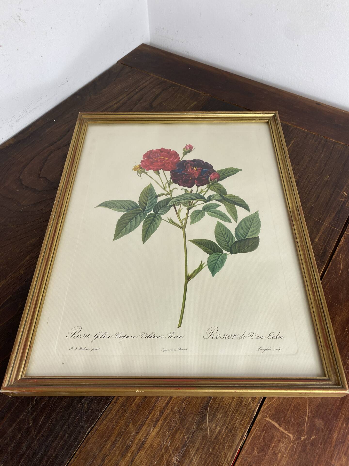 Botanical poster, Rose of Van Eden, P-J Redouté