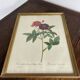 Botanical poster, Rose of Van Eden, P-J Redouté