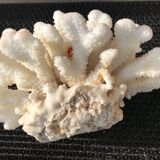 Corail