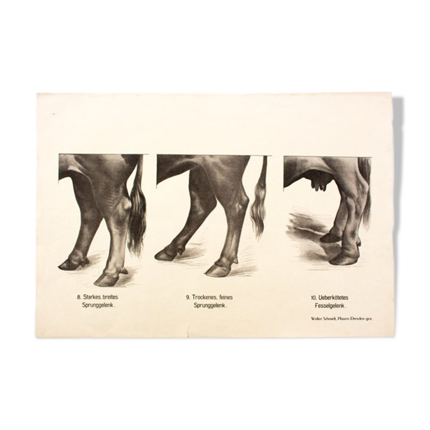 Poster by Dr G Pusch, 'Anatomy of cows' 1901