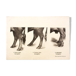 Affiche par Dr G Pusch, « Anatomie