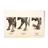 Poster by Dr G Pusch, 'Anatomy of cows' 1901