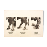 Affiche par Dr G Pusch, « Anatomie de vaches » 1901