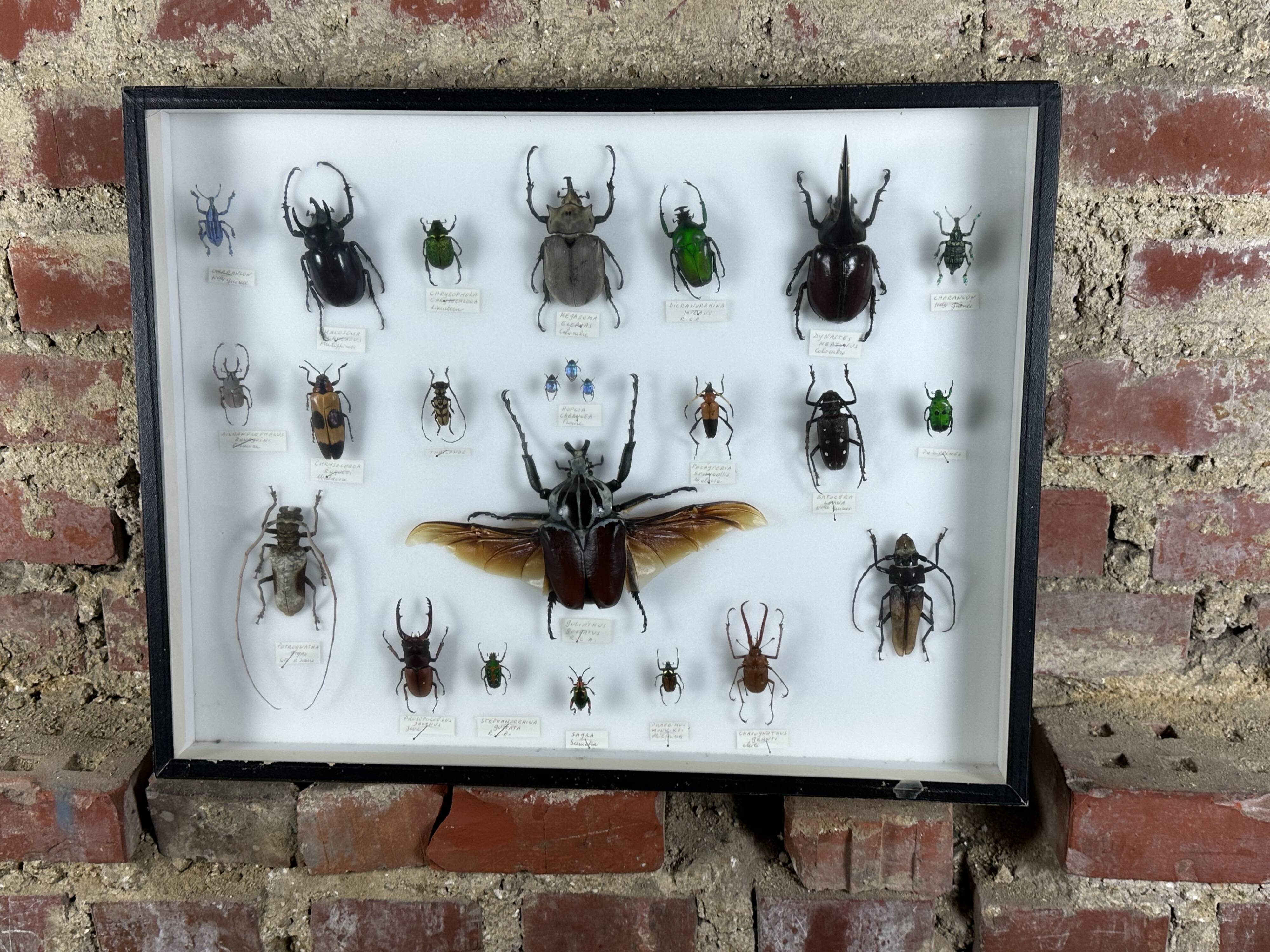 Old entomological insect frame 21 species