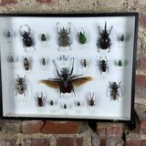 Old entomological insect frame 21 species