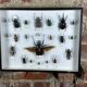 Old entomological insect frame 21 species