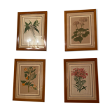 Illustrations ancienne fleurs