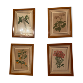 Illustrations ancienne fleurs