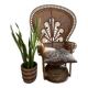 Fauteuil Emmanuelle Peacock