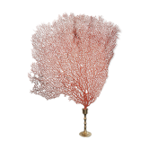 Eventail marin rouge / Gorgone monté sur socle vintage en laiton 35 cm x 25 cm