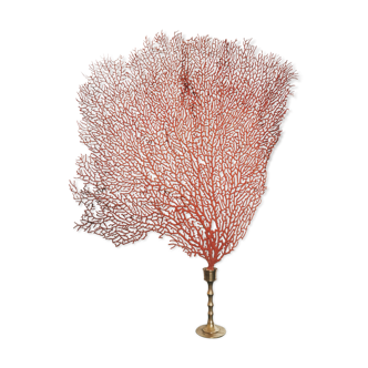 Eventail marin rouge / Gorgone monté sur socle vintage en laiton 35 cm x 25 cm