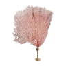 Eventail marin rouge / Gorgone monté sur socle vintage en laiton 35 cm x 25 cm