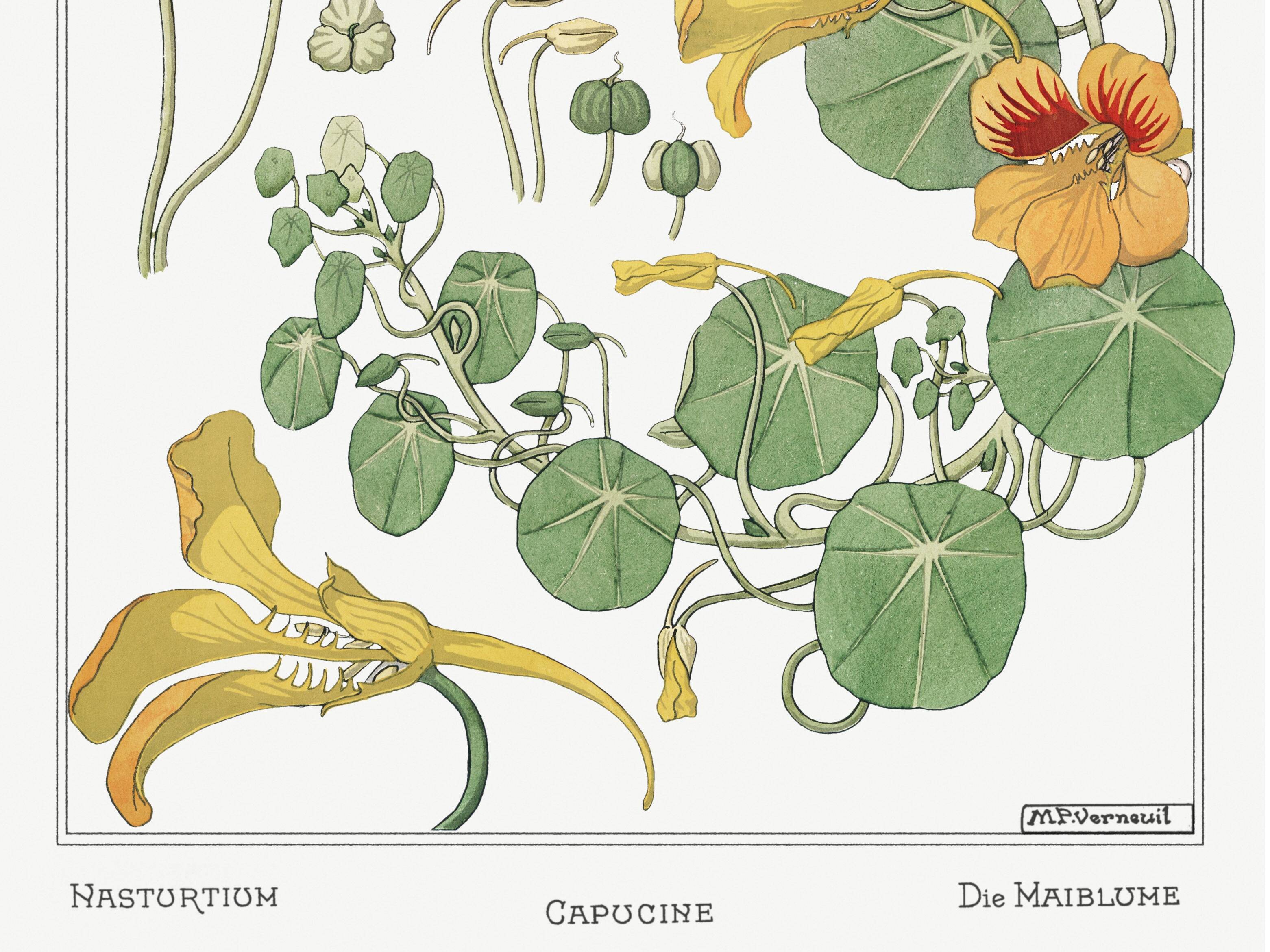 Affiche “Capucine”, d’après une lithographie art nouveau de 1897