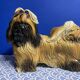 Italian Majolica Shitzu Dog Sculpture by Bravo Italy 1970