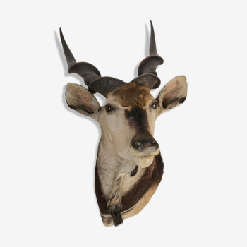 Taxidermie Cerf