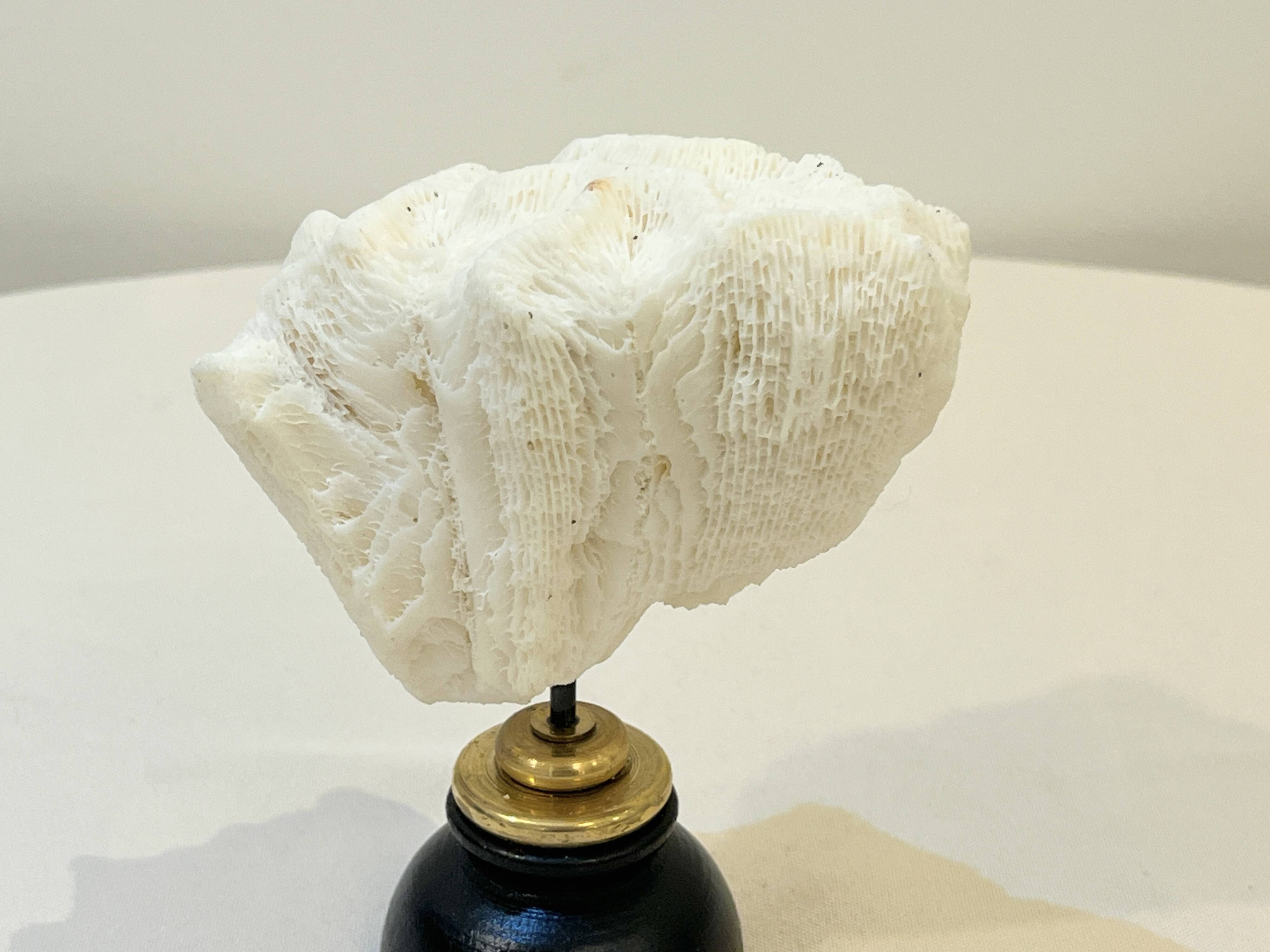 Antique natural white wave coral on wooden base Napoleon III cabinet of curiosities