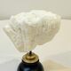 Antique natural white wave coral on wooden base Napoleon III cabinet of curiosities