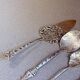 Antique Swedish Sterling Silver Hors d'Oeuvre and Dessert Serving Set, 1949