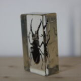 Inclusion in lucan beetle resin